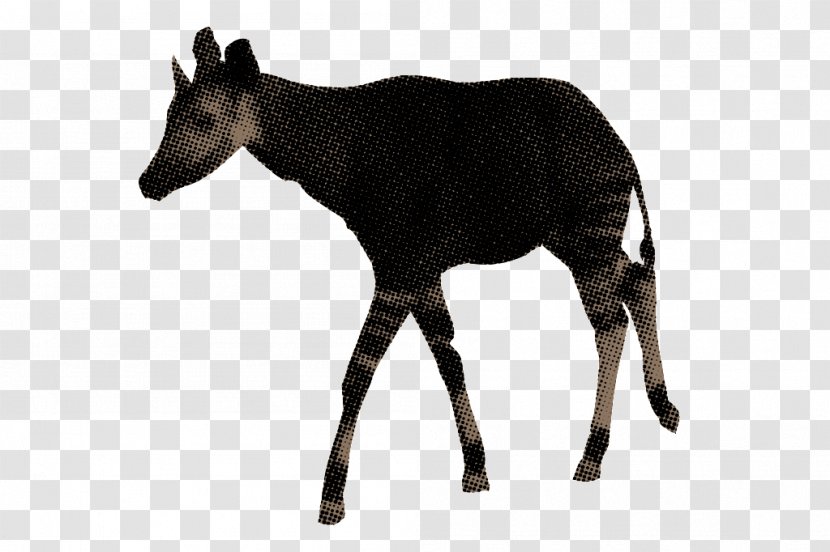 Musk Deers Okapi Antelope Wildlife - Deer Transparent PNG