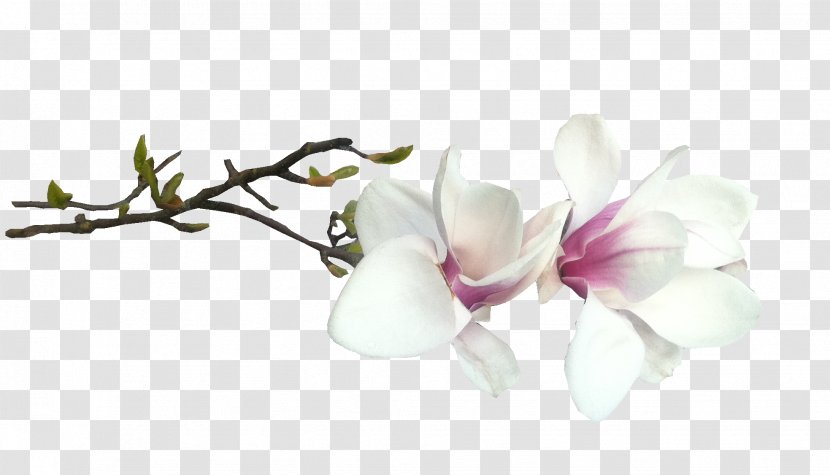 Administration Of Nakhodka City District Flower Blossom Southern Magnolia - Petal - Kartikeya Transparent PNG