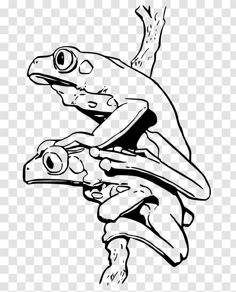 Blue Poison Dart Frog Coloring Book Strawberry Poison-dart Phyllobates - Redeyed Tree Transparent PNG