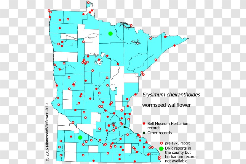 Minnesota Bur Oak Allegheny Monkeyflower Post Map - Tree Transparent PNG