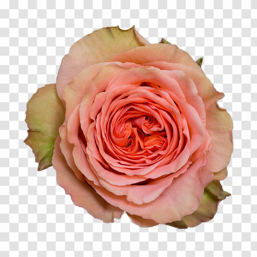 Garden Roses Cabbage Rose Floribunda Cut Flowers Floristry - Flower Transparent PNG