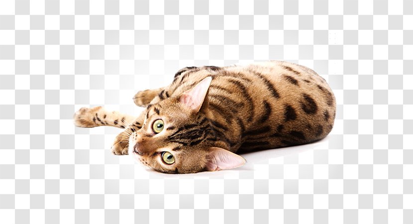 Bengal Cat Savannah Kitten Food Dog - Scratching Post Transparent PNG