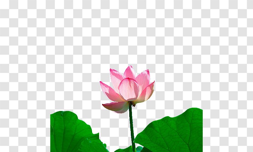 Nelumbo Nucifera U756bu8377u82b1 Leaf - Meadow - Lotus And Transparent PNG