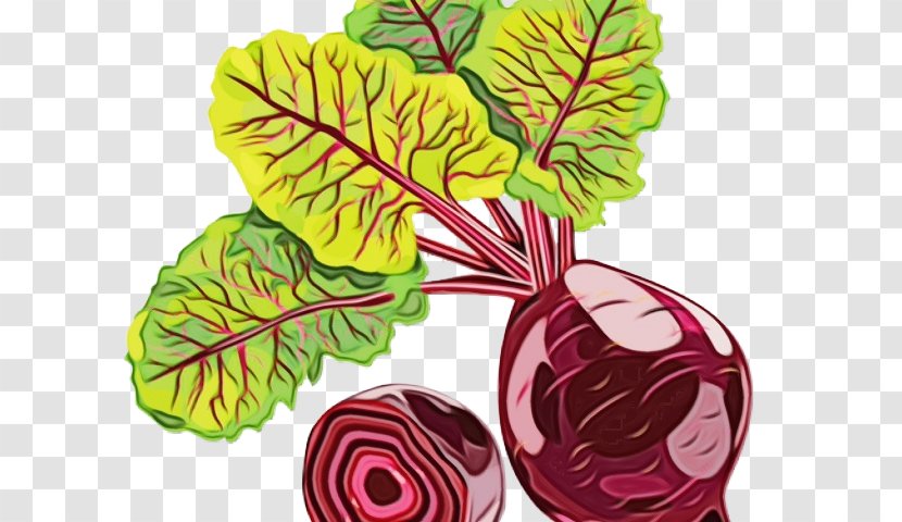 Beetroot Vegetable Cabbage Leaf - Paint - Flower Chard Transparent PNG
