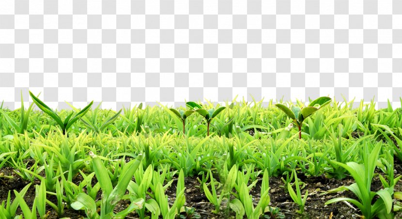 Background Material For Free Dig Plants Sprout - Grass Family - Gratis Transparent PNG