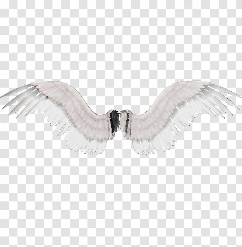 Feather - Angel - Fictional Character Fashion Accessory Transparent PNG