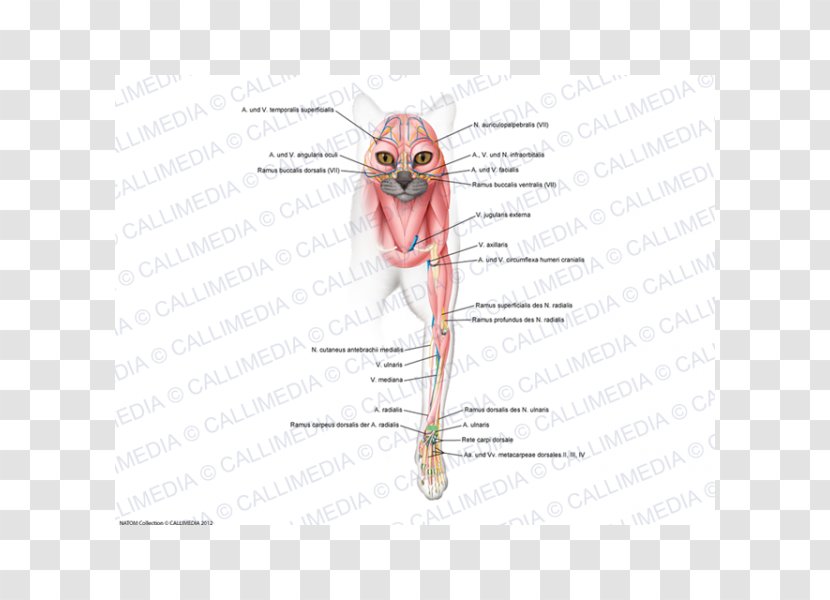 Ear /m/02csf Insect Drawing - Watercolor Transparent PNG