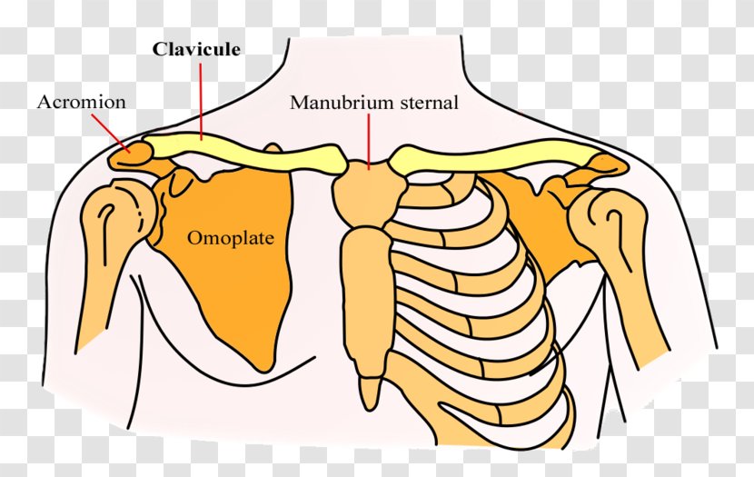 Clavicle Scapula Bone Shoulder Girdle - Heart - Situation Transparent PNG
