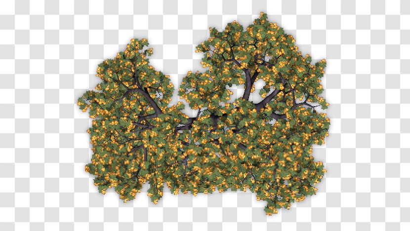 Fruit Tree Auglis Apricot - Brandy Transparent PNG