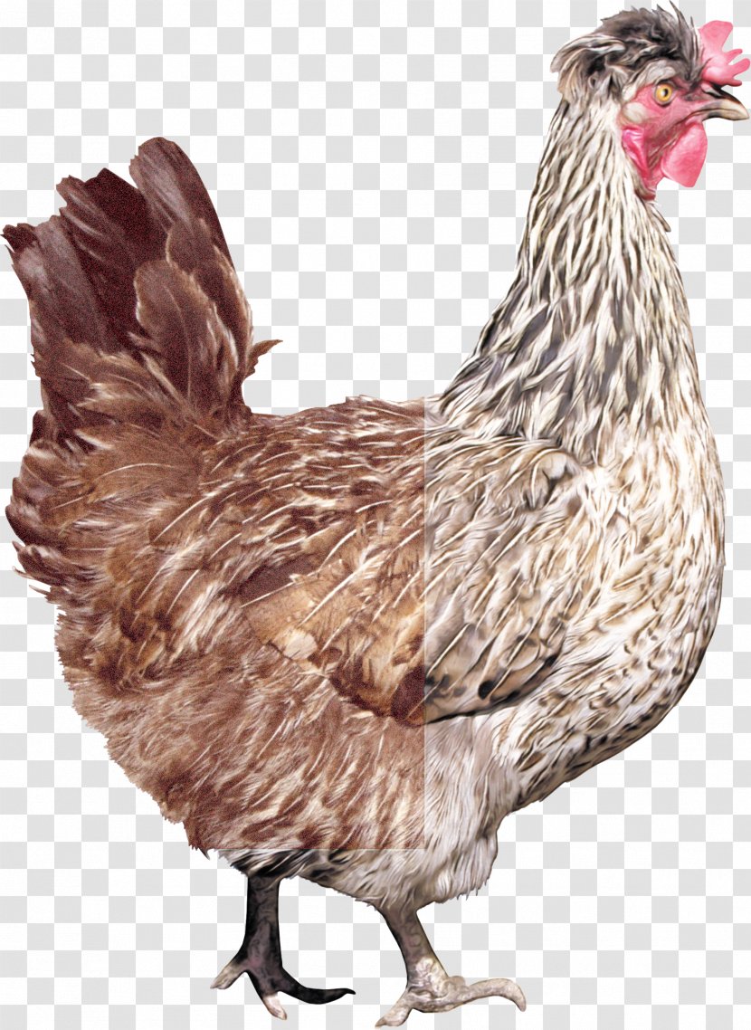 Bird Chicken Rooster Beak Comb - Poultry - Livestock Transparent PNG