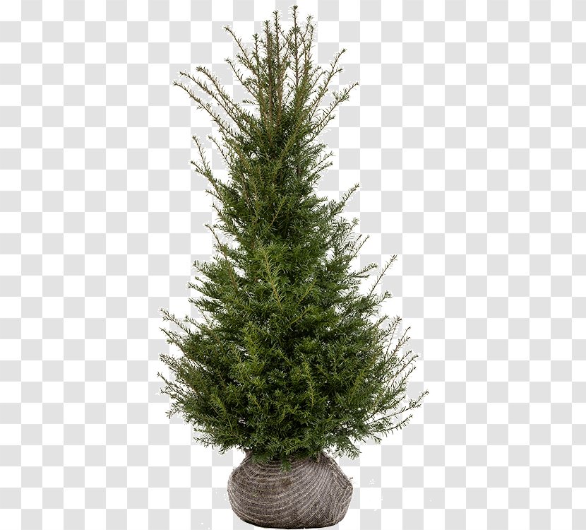 Spruce Fir Pine Christmas Tree Larch - Evergreen - Taxus Baccata Transparent PNG