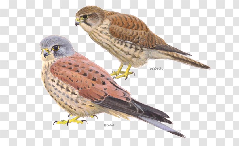 Bird Netherlands Common Kestrel Peregrine Falcon - Watching Transparent PNG