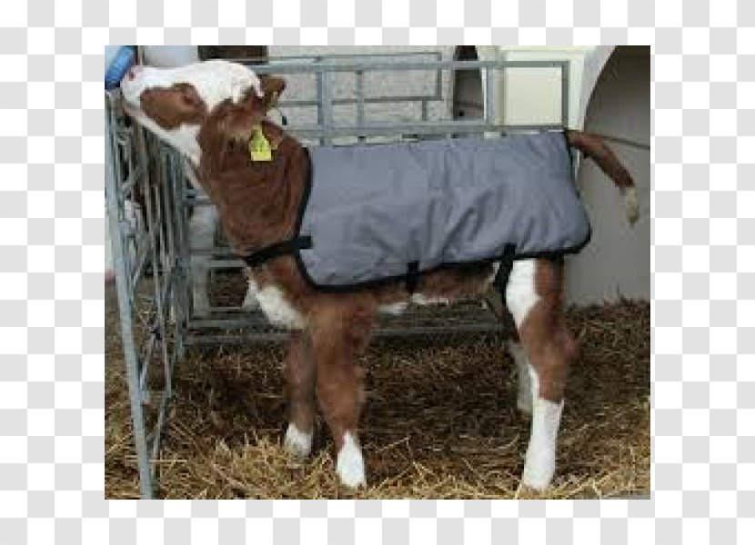 Calf Baka Dairy Farming Animal Husbandry - Cattle - Tractor Transparent PNG