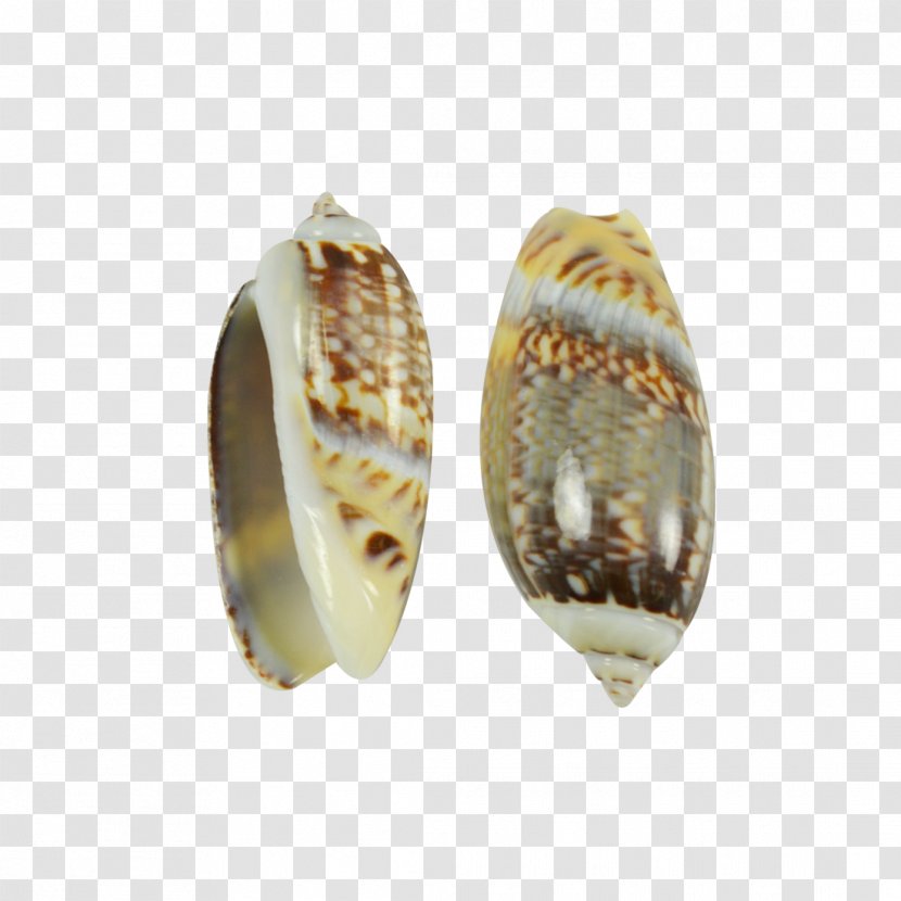 Jewellery Conchology Jewelry Design Kilogram Transparent PNG