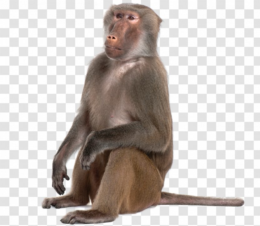 Monkey Baboons Mandrill Primate - Organism Transparent PNG