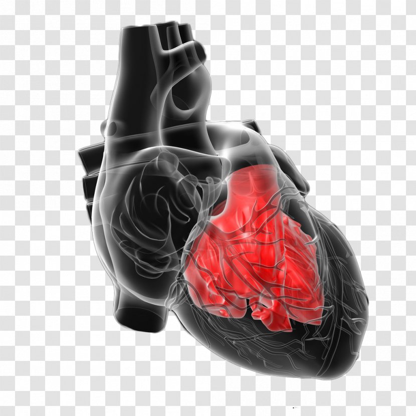 Figure Shows The Human Heart - Frame - Tree Transparent PNG
