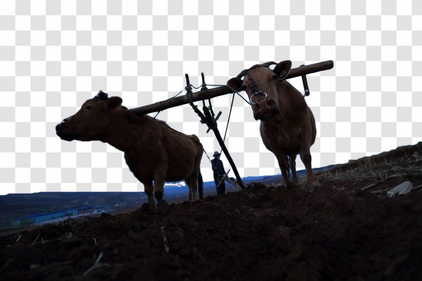 Cattle Plough Silhouette - Horse Harness - Plowing Transparent PNG