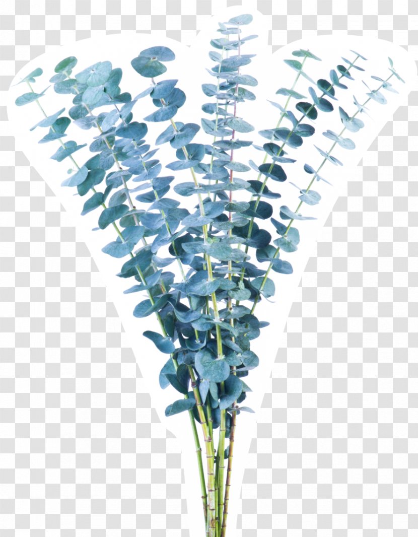 Flower Plant Stem Green Vase Life Blue - Bouquet - Eucalyptus Transparent PNG