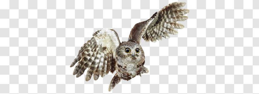 Bird Blog Owl October - Hyperlink Transparent PNG