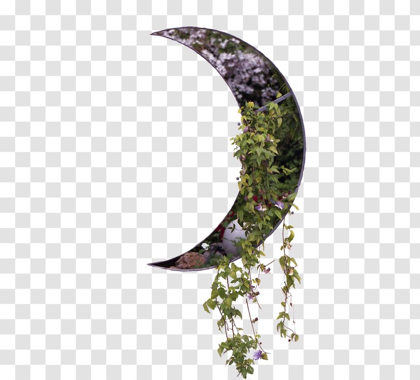 Garden Moon Succulent Plant Flower - Leaf Transparent PNG