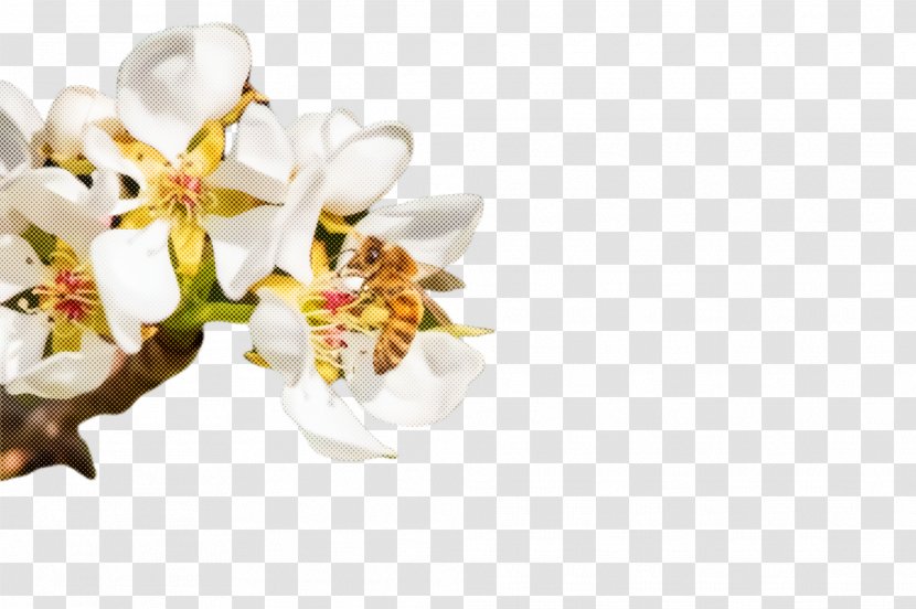 White Flower Plant Blossom Petal - Cut Flowers Moth Orchid Transparent PNG