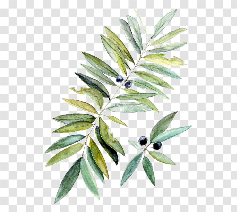 Watercolor Painting Botanical Illustration Leaf - Plant Stem - Drawing Blueberries Transparent PNG