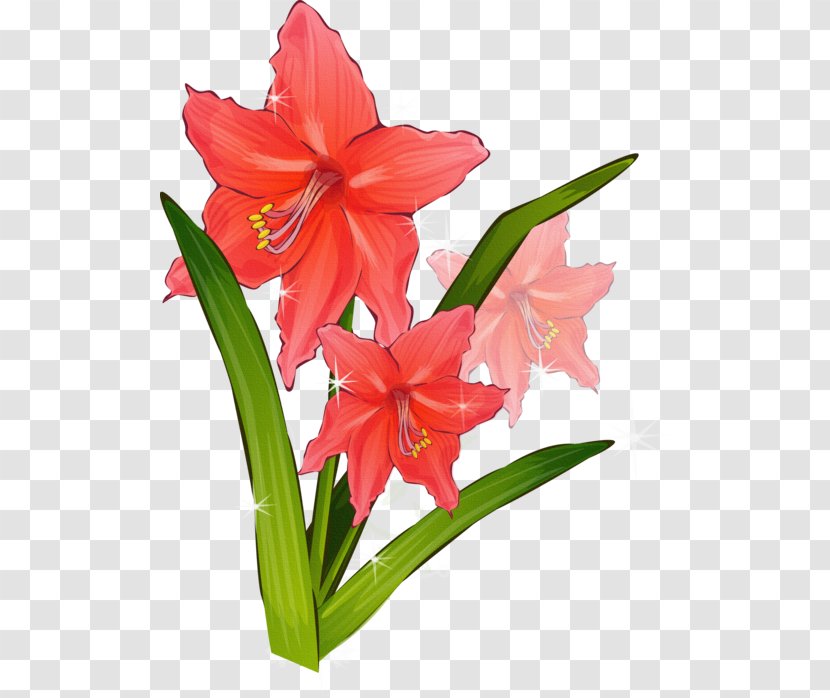 Gladiolus Flower Clip Art - Seed Plant Transparent PNG