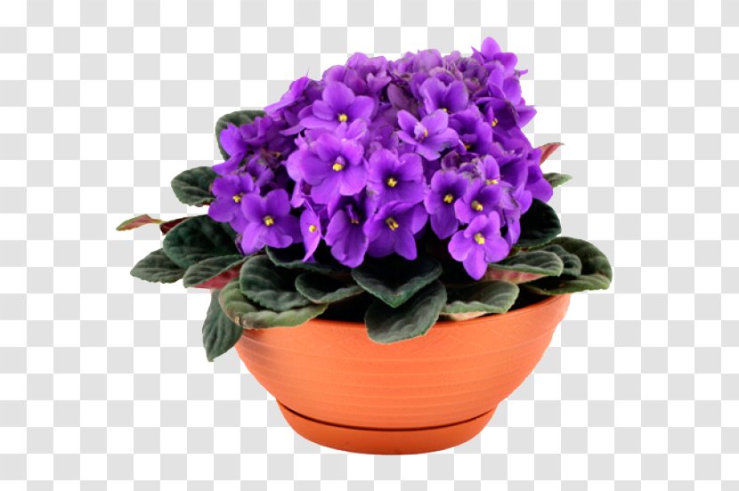 African Violets Houseplant Makuni - Pine - Violet Transparent PNG