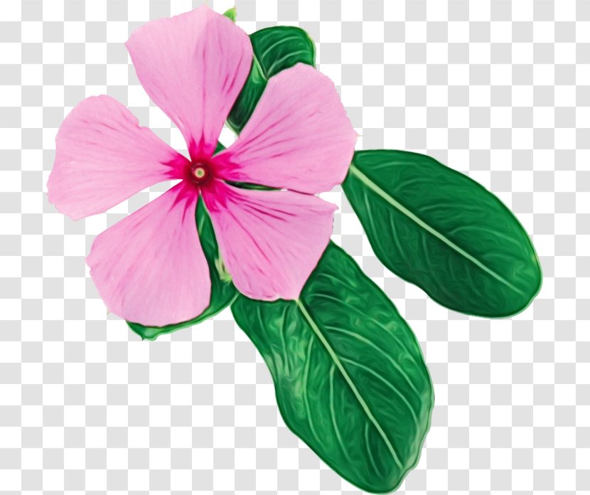 Flower Petal Pink Plant Leaf - Paint - Magenta Impatiens Transparent PNG