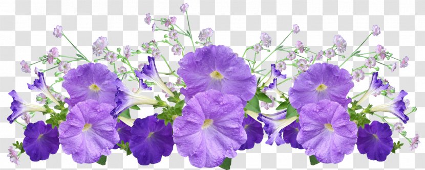 Petunia Image Photography Garden - Flower - Sticker Transparent PNG