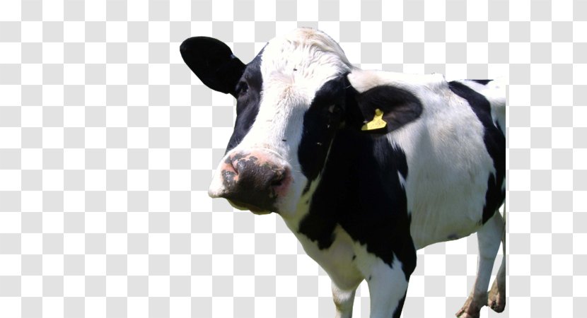 Holstein Friesian Cattle Calf The Cow Gyr Goat - Like Mammal Transparent PNG