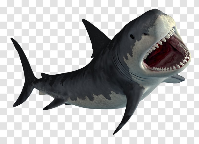 Hungry Shark Evolution World Great White - Cartilaginous Fish Transparent PNG