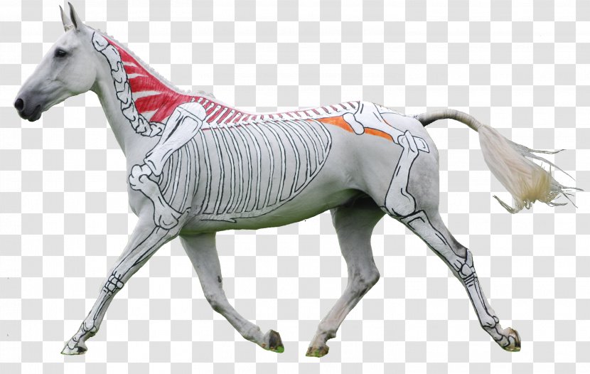 American Paint Horse Foal Mare Equestrian Equine Anatomy - Livestock - Performance Transparent PNG