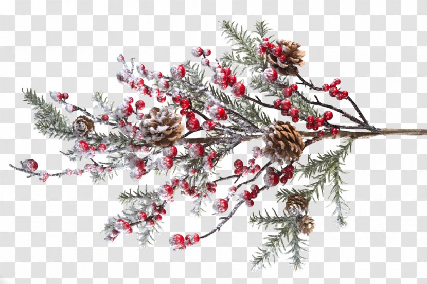 Berry Branch Tree Conifer Cone Twig - Pine Family - Chinese Lanterns Transparent PNG
