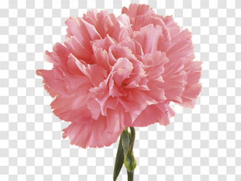 Roadrunner Florist Carnation Birth Flower Pink - Petal Transparent PNG