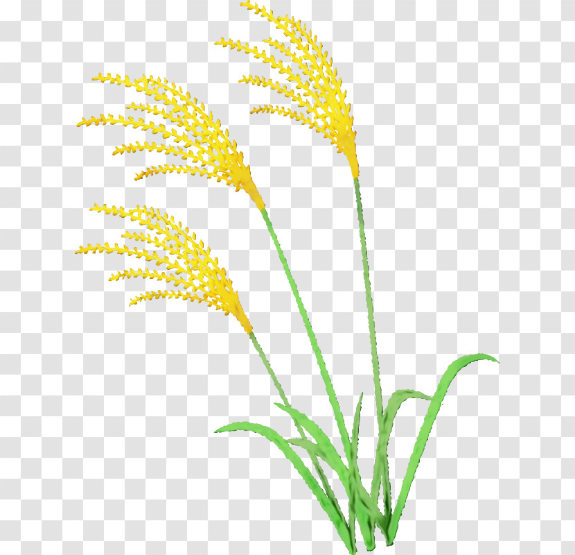 Plant Grass Grass Family Flower Leaf Transparent PNG