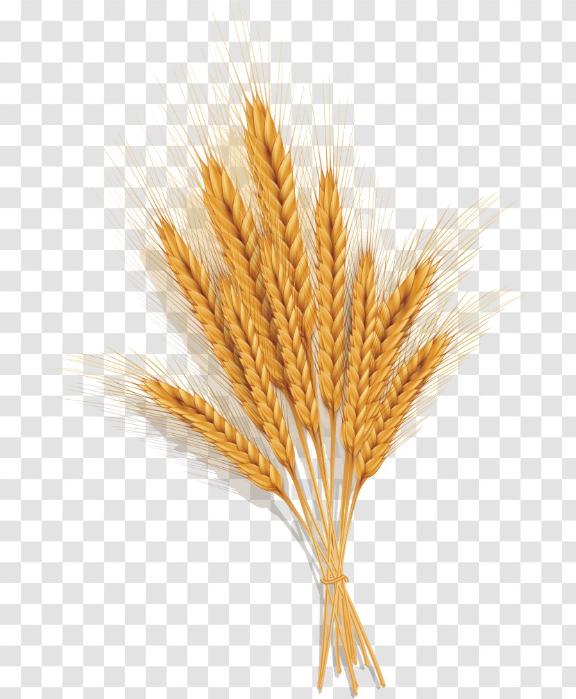 Emmer Spelt Common Wheat Ear - Grass Family - Golden Transparent PNG