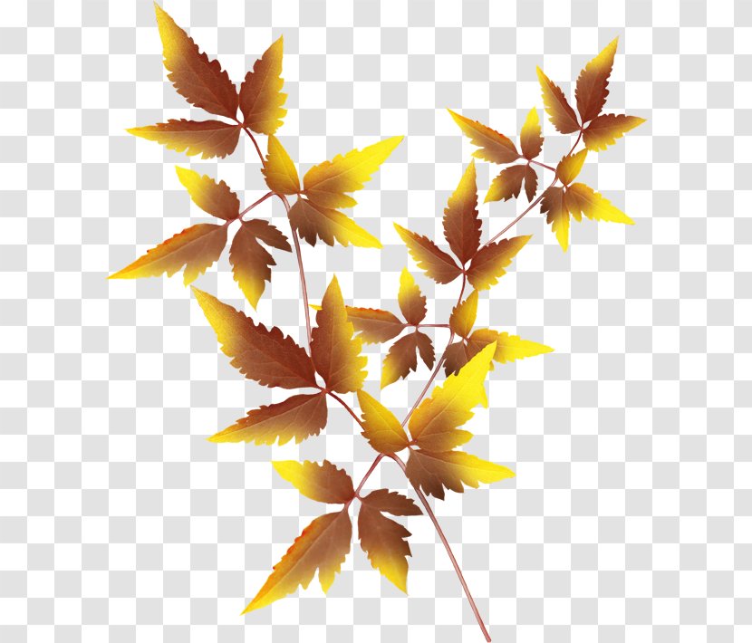 Twig Leaf Autumn Clip Art - Cut Flowers Transparent PNG