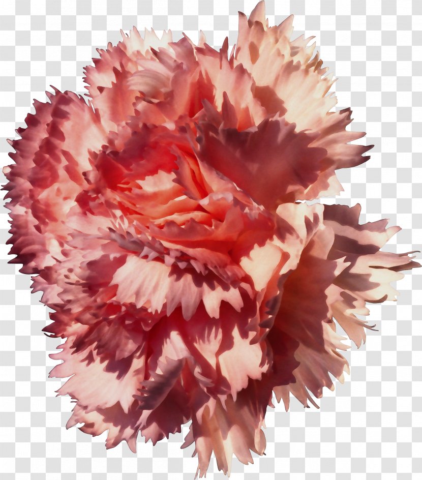 Flower Carnation Pink Plant Cut Flowers - Petal Family Transparent PNG