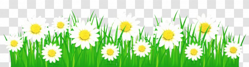 Green Grass Background - Chamaemelum Nobile Daisy Family Transparent PNG