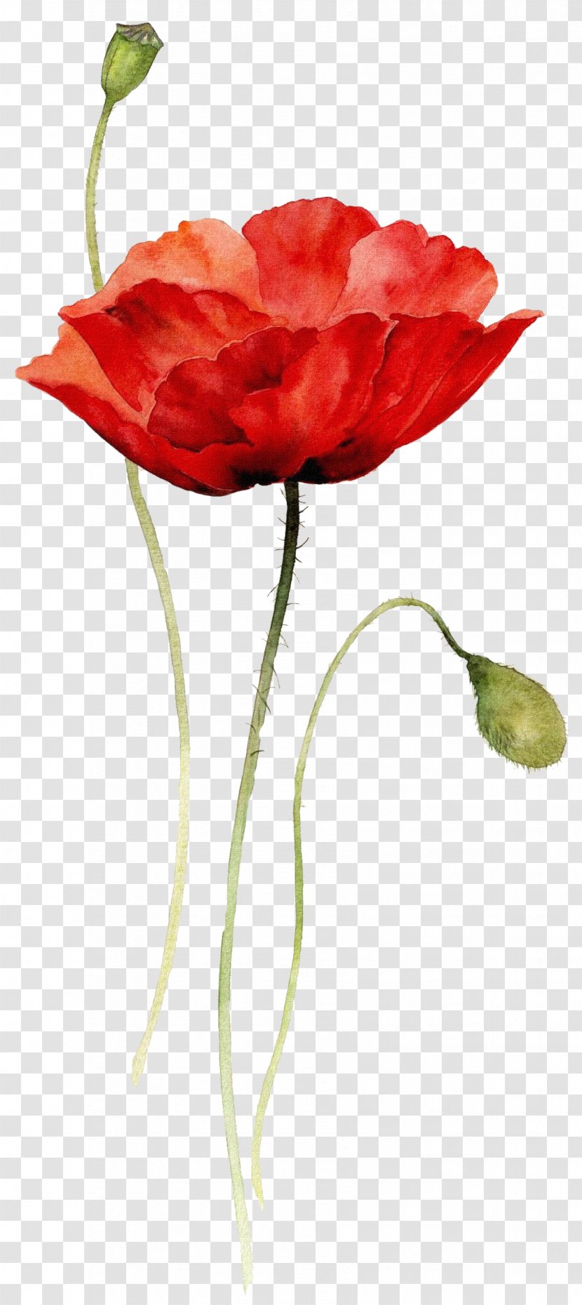 Watercolor Painting Drawing Flower Poppy - Garden Roses - Flowers Transparent PNG
