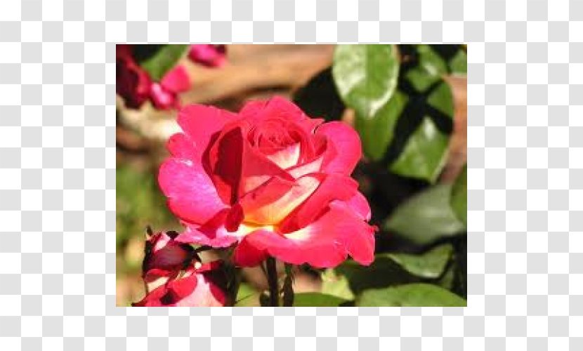 Floribunda Garden Roses Pink Shrub - Peach - Rose Transparent PNG