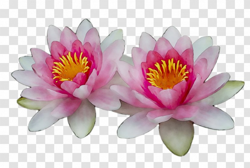 Sacred Lotus - Flowering Plant - Annual Transparent PNG