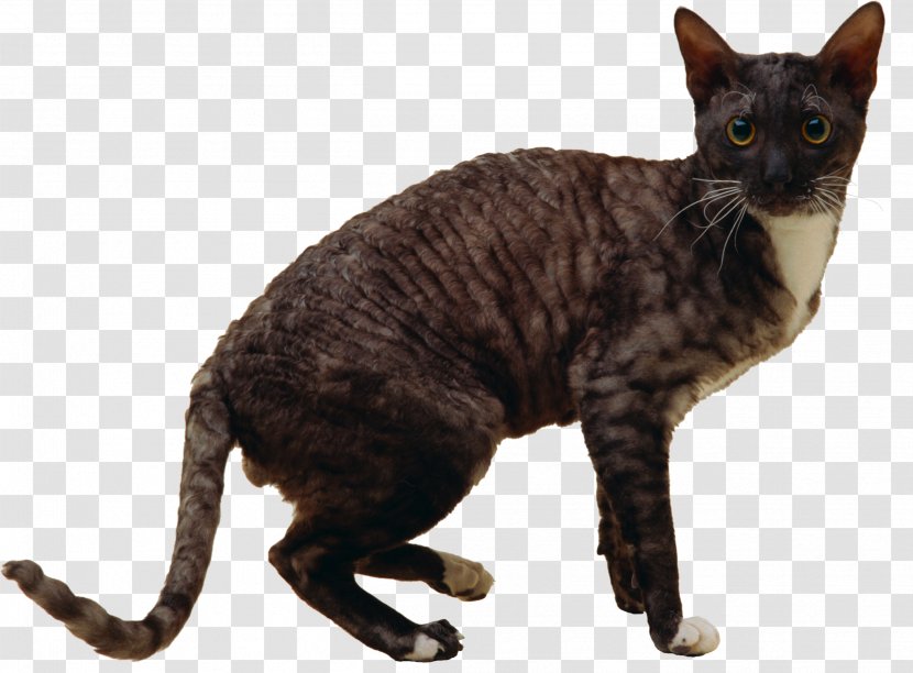 California Spangled German Rex Devon American Wirehair Havana Brown - Small To Medium Sized Cats Transparent PNG