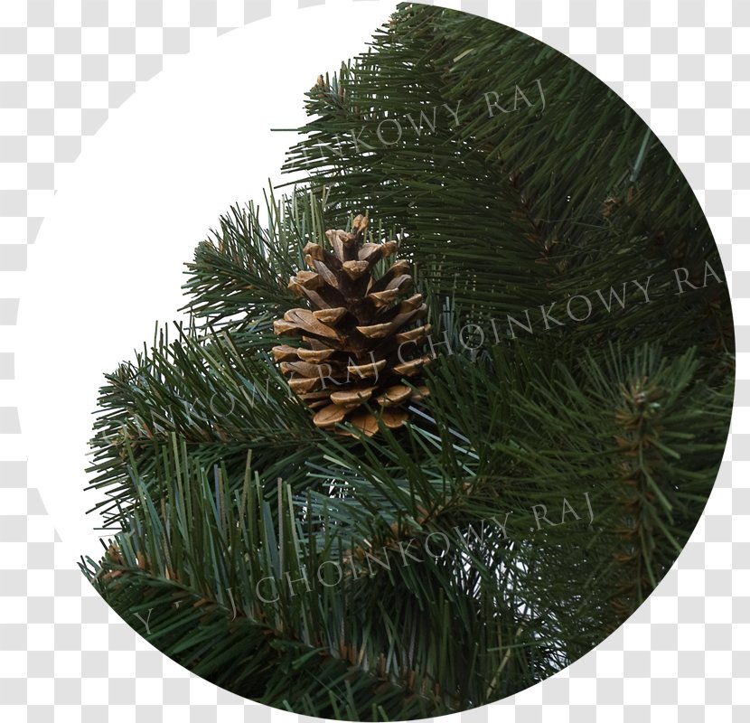 Pine Spruce Christmas Ornament Fir Transparent PNG