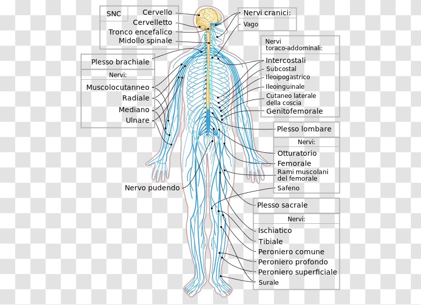 Peripheral Nervous System Nerve Human Body Central - Cartoon - Brain Transparent PNG