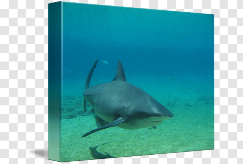 Tiger Shark Requiem Sharks Dolphin Marine Biology - Organism Transparent PNG