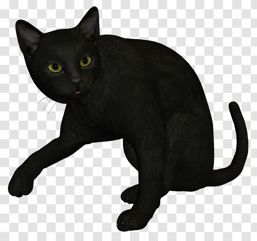 Bombay Cat Burmese Korat Havana Brown Black - Domestic Short Haired - Witch Transparent PNG