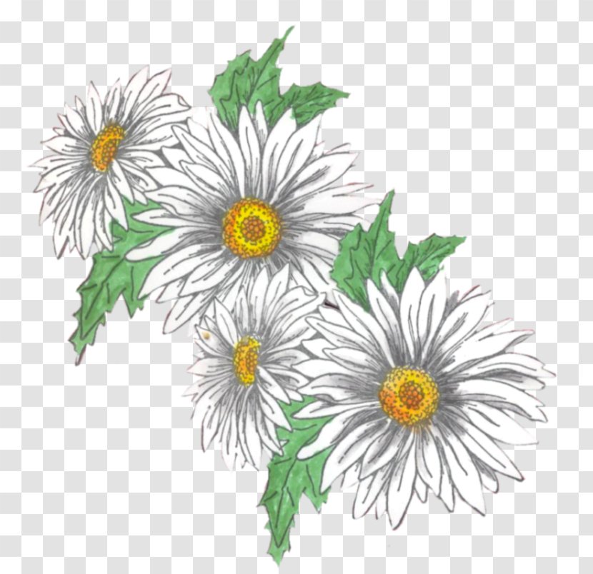 Oxeye Daisy Roman Chamomile Chrysanthemum Floral Design - Petal Transparent PNG