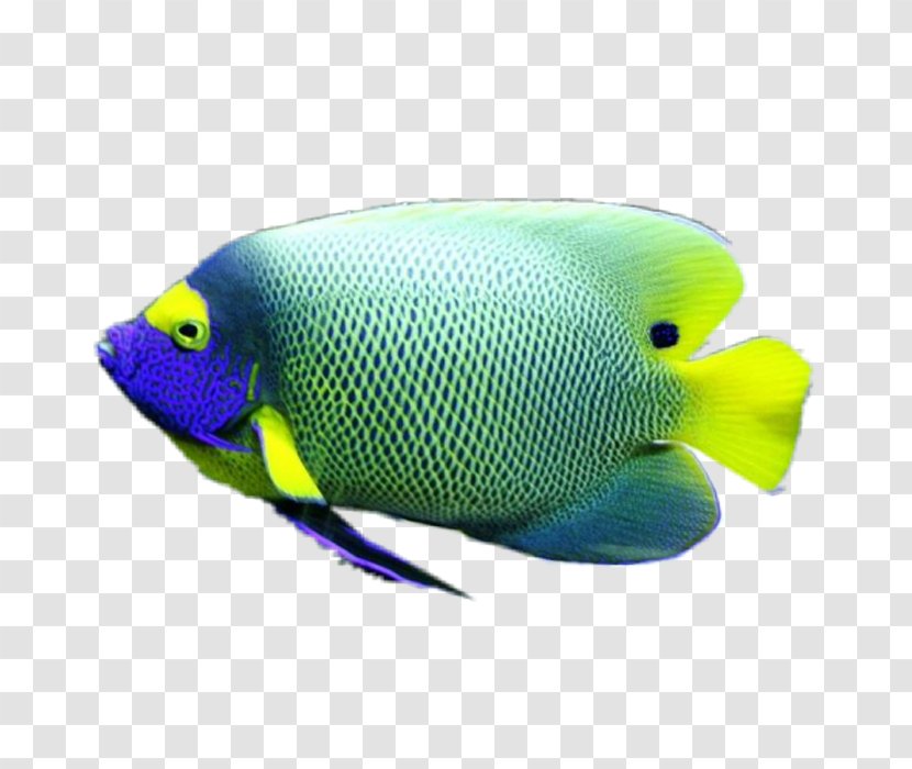 Coral Reef Fish Marine Biology Angelfishes - Organism Transparent PNG